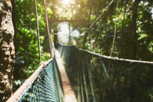 Long elevated walkway through the treetops in rainforest - Borneo, Malaysia
